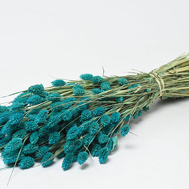 Phalaris Petrol Blue 70cm